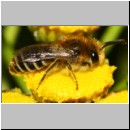 Colletes daviesanus - Seidenbiene m001a 9mm - Sandgrube Niedringhaussee-det.jpg